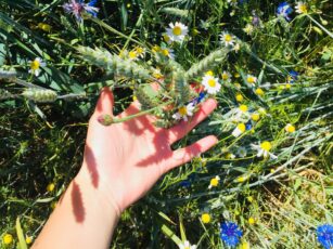 Blumenzauber-Kornfeld-Insel-Usedom