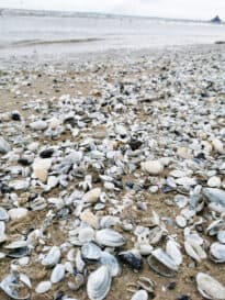 Muschelmeer-Ostsee