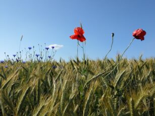 Mohnfeld-Insel-Usedom