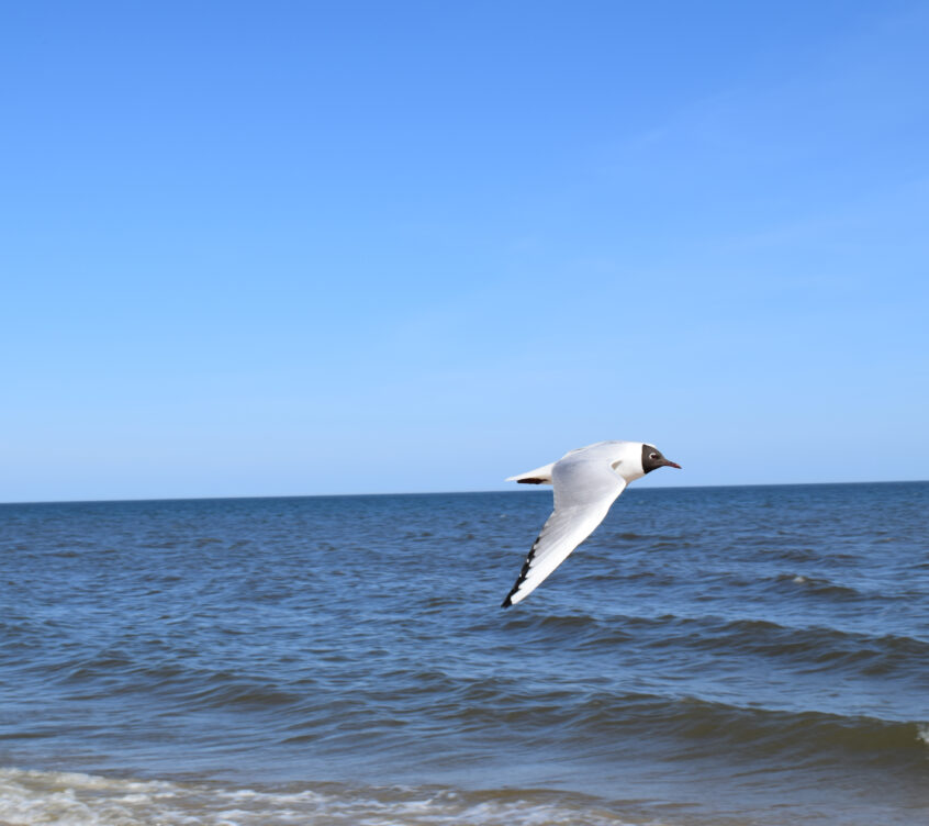 Usedom-Insel (5)